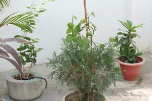 plants on surface photo