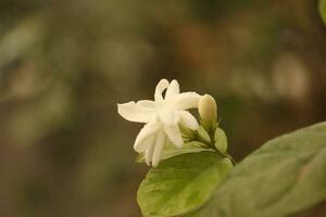 jasmine spring flowers with raindrops. photo