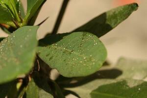 A crown of thorns plant photo