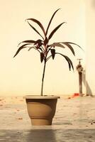 Dracaena Red plant close up photo