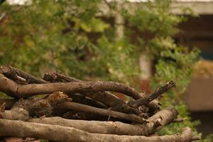 dry neem sticks, dry wood, damage neem sticks photo