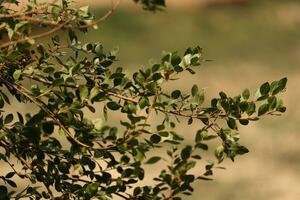 alheña árbol hojas cerca arriba foto