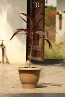 Dracaena Red plant close up photo