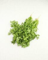 green coriander in white background photo