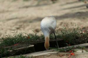 white heron on a outdoor photo