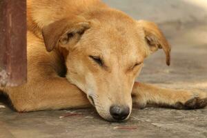 indian street dog on outdoor photo