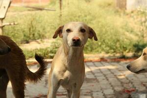 indian street dog on outdoor photo