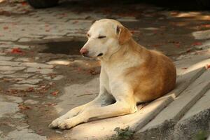 indian street dog on outdoor photo