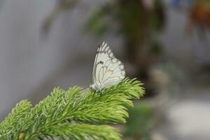 milky white butterfly on leaf photo