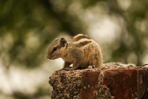 Cute eastern gray squirrel in india , closeup photo