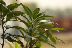 mango tree leaves photo