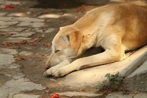 indian street dog on outdoor photo