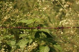 Iron wire with green background photo