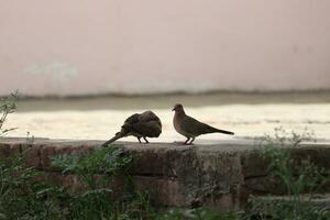 grey pigeons very cute in a beautiful photo