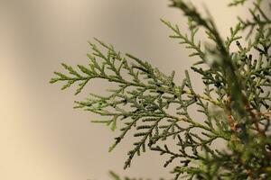 arborvitae plant close up photo