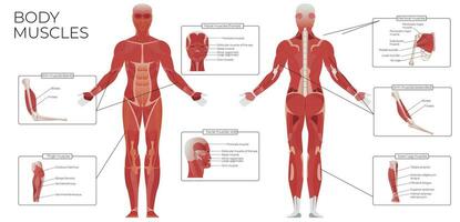 Muscle Anatomy Flat Infographics vector