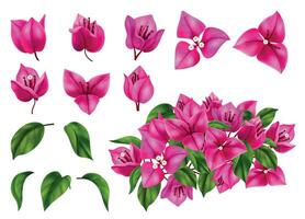 Bougainvillea Flowers Realistic Set vector