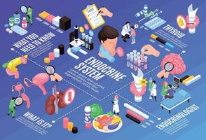 isométrica endocrinólogo diagrama de flujo vector