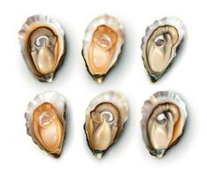 Oysters Realistic Set vector