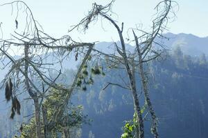 an old fir tree in the mountains photo