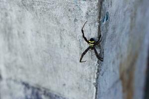 striped spider sticking to the wall photo