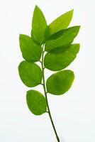 Katuk Leaves daun katuk Sauropus androgynus on white background photo