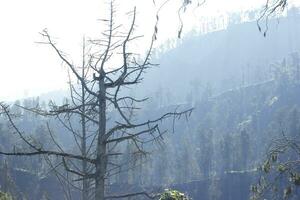 dry trees in the cold misty mountains photo
