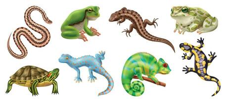 realista reptiles anfibios animal icono conjunto vector