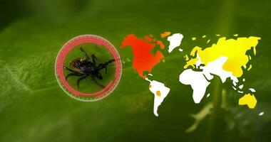 Analysis of tick on green leaf and overlay of digital distribution map of Lyme disease infections video