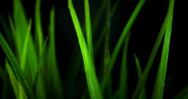 Grün saftig lange Blätter von tropisch Pflanze isoliert gegen schwarz Hintergrund. perfekt Hintergrund Bewegung video