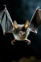 raro murciélago especies en natural habitat vinculado a emergente virus foto