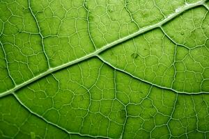 Macro view of leaf vein patterns background with empty space for text photo