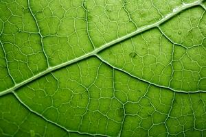 macro ver de hoja vena patrones antecedentes con vacío espacio para texto foto