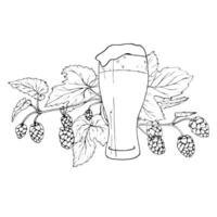 Fresh green hop. Glass of beer. Graphic hand drawn illustration for Octoberfest. Vector sketch for ornament or any design