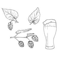 Fresh green hop. Glass of beer. Graphic hand drawn illustration for Octoberfest. Vector sketch for ornament or any design