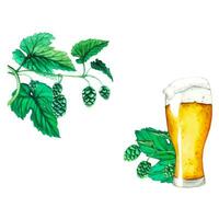 Vector. Fresh green hop. Glass of beer. Graphic hand drawn illustration for Octoberfest. Watercolor sketch for ornament or any design vector