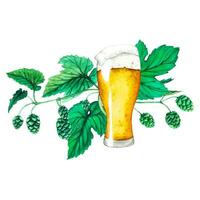 Vector. Fresh green hop. Glass of beer. Graphic hand drawn illustration for Octoberfest. Watercolor sketch for ornament or any design vector