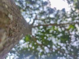 A large tree trunk photographed from the bottom angle by focusing on the trunk photo