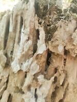 tree trunks that are hollow because they have been eaten by termites and are used as a place to live photo