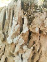 árbol bañador ese son hueco porque ellos tener estado comido por termitas y son usado como un sitio a En Vivo foto