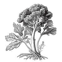 Broccoli cabbage sketch hand drawn in doodle style Vector illustration