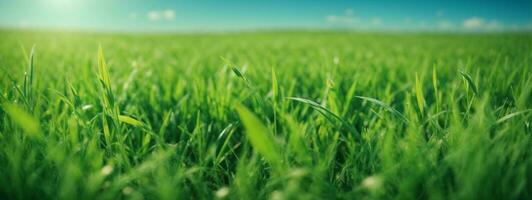 Green grass on blue clear sky, spring nature theme. Panorama. AI generated photo