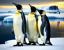 Portrait of three emperor penguins photo