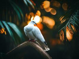 White dove on the background of plants photo