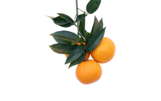 orange or Tangerine png transparent background