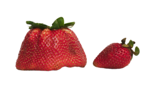 fraise png transparent Contexte