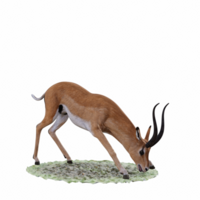 gazela animal isolado png