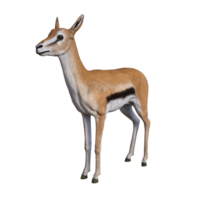 Gazelle animal isolated png