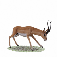 Gazelle animal isolated png