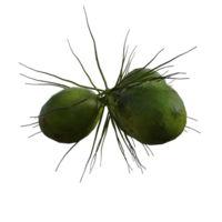 green coconuts isolated png